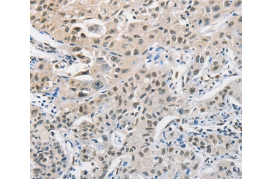 Immunohistochemistry - CDC27 Antibody from Signalway Antibody (35675) - Antibodies.com