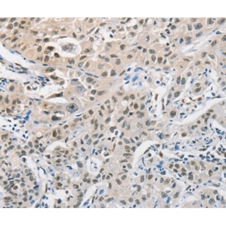 Immunohistochemistry - CDC27 Antibody from Signalway Antibody (35675) - Antibodies.com