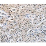 Immunohistochemistry - CDC27 Antibody from Signalway Antibody (35675) - Antibodies.com