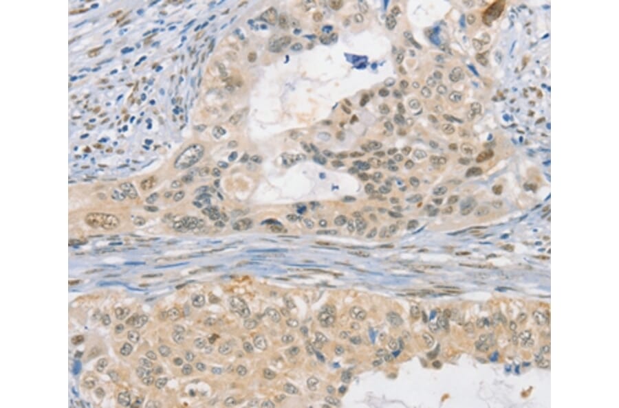 Immunohistochemistry - CDC27 Antibody from Signalway Antibody (35675) - Antibodies.com