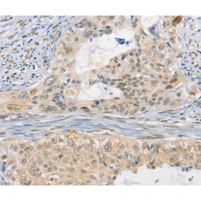 Immunohistochemistry - CDC27 Antibody from Signalway Antibody (35675) - Antibodies.com