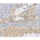 Immunohistochemistry - CDC27 Antibody from Signalway Antibody (35675) - Antibodies.com