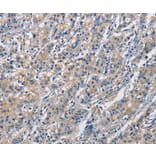 Immunohistochemistry - CRTAM Antibody from Signalway Antibody (35697) - Antibodies.com