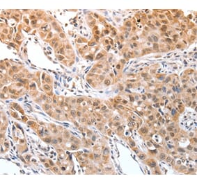 Immunohistochemistry - DPPA2 Antibody from Signalway Antibody (35716) - Antibodies.com