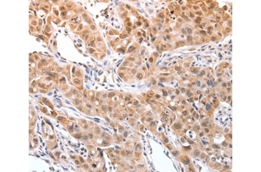 Immunohistochemistry - DPPA2 Antibody from Signalway Antibody (35716) - Antibodies.com