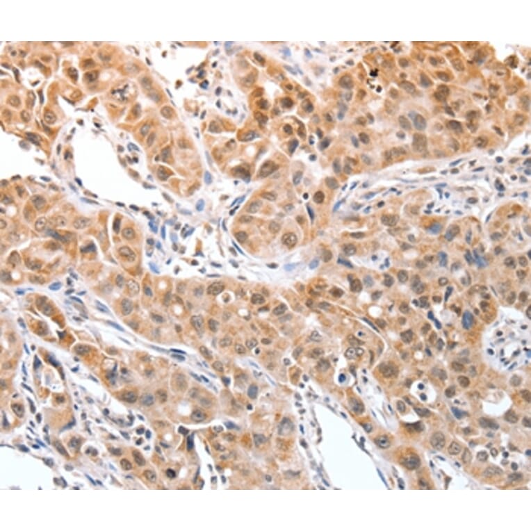 Immunohistochemistry - DPPA2 Antibody from Signalway Antibody (35716) - Antibodies.com