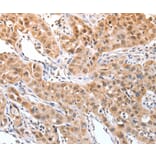 Immunohistochemistry - DPPA2 Antibody from Signalway Antibody (35716) - Antibodies.com