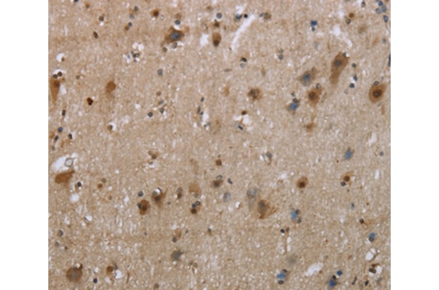 Immunohistochemistry - EGFL8 Antibody from Signalway Antibody (35723) - Antibodies.com