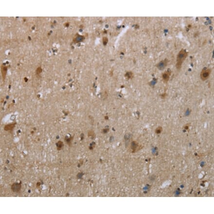 Immunohistochemistry - EGFL8 Antibody from Signalway Antibody (35723) - Antibodies.com