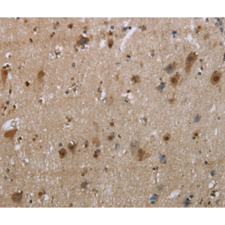 Immunohistochemistry - EGFL8 Antibody from Signalway Antibody (35723) - Antibodies.com
