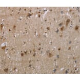 Immunohistochemistry - EGFL8 Antibody from Signalway Antibody (35723) - Antibodies.com