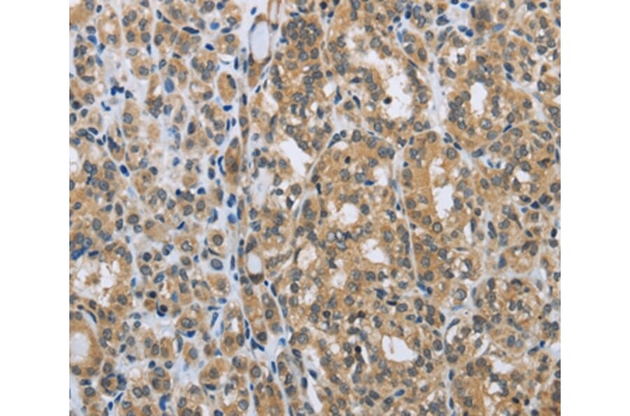 Immunohistochemistry - EGFL8 Antibody from Signalway Antibody (35723) - Antibodies.com