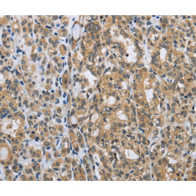 Immunohistochemistry - EGFL8 Antibody from Signalway Antibody (35723) - Antibodies.com