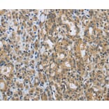 Immunohistochemistry - EGFL8 Antibody from Signalway Antibody (35723) - Antibodies.com