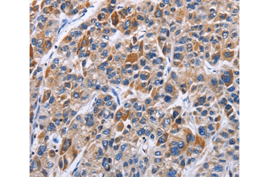 Immunohistochemistry - ENPP5 Antibody from Signalway Antibody (35725) - Antibodies.com