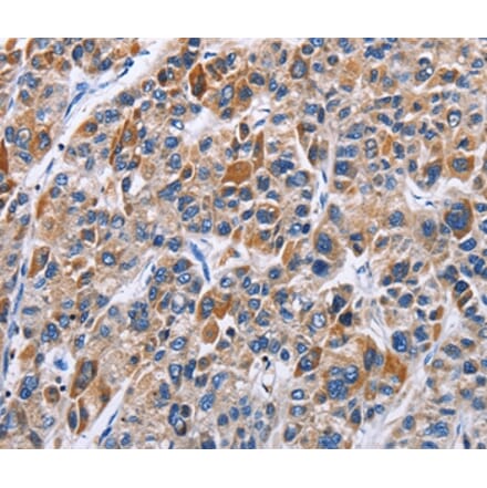 Immunohistochemistry - ENPP5 Antibody from Signalway Antibody (35725) - Antibodies.com