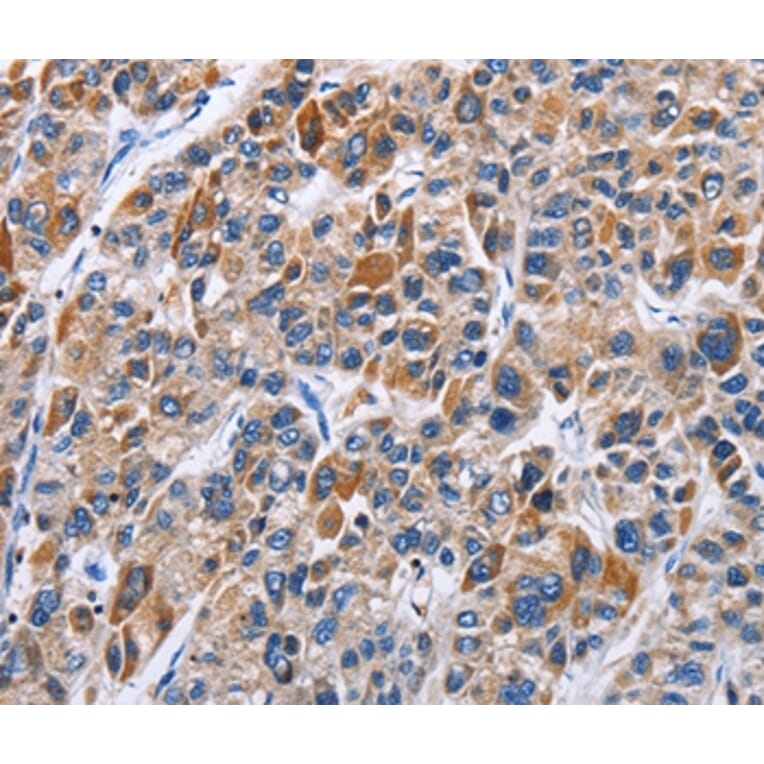 Immunohistochemistry - ENPP5 Antibody from Signalway Antibody (35725) - Antibodies.com