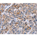 Immunohistochemistry - ENPP5 Antibody from Signalway Antibody (35725) - Antibodies.com
