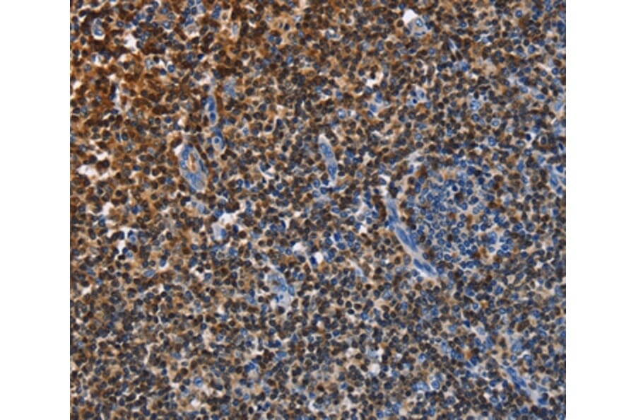 Immunohistochemistry - ENPP5 Antibody from Signalway Antibody (35725) - Antibodies.com
