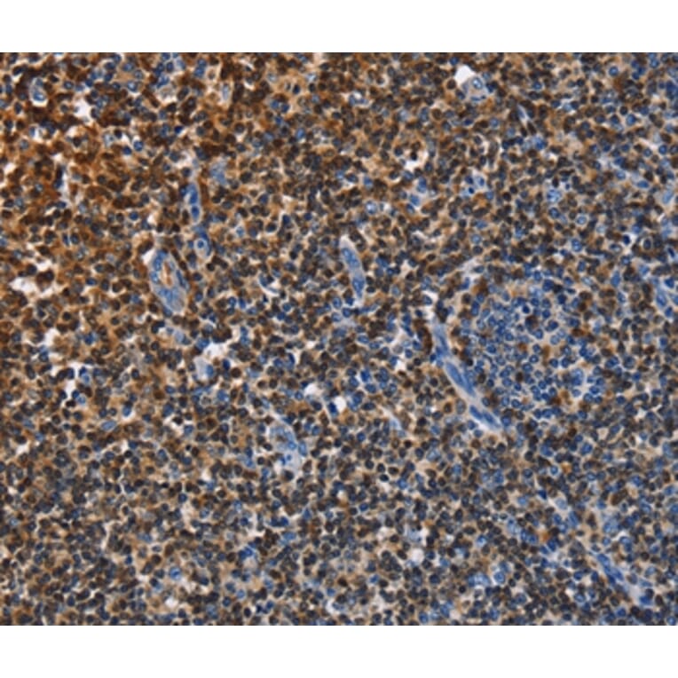 Immunohistochemistry - ENPP5 Antibody from Signalway Antibody (35725) - Antibodies.com