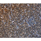 Immunohistochemistry - ENPP5 Antibody from Signalway Antibody (35725) - Antibodies.com