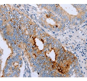 Immunohistochemistry - ENPP6 Antibody from Signalway Antibody (35726) - Antibodies.com