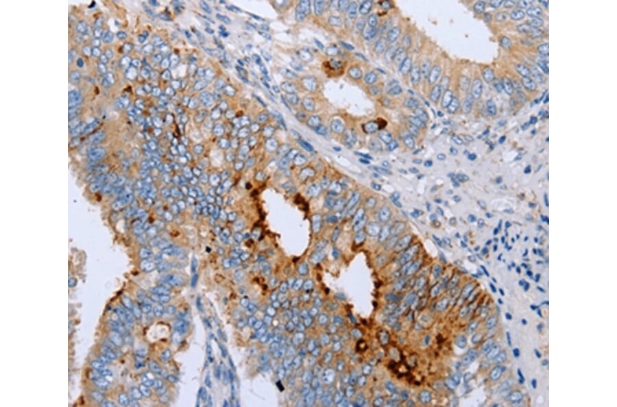 Immunohistochemistry - ENPP6 Antibody from Signalway Antibody (35726) - Antibodies.com