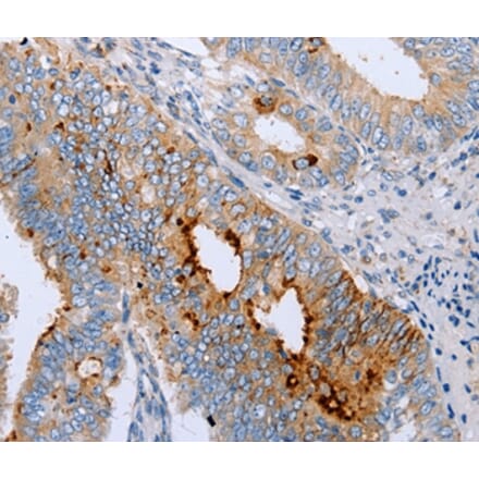 Immunohistochemistry - ENPP6 Antibody from Signalway Antibody (35726) - Antibodies.com