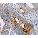 Immunohistochemistry - ENPP6 Antibody from Signalway Antibody (35726) - Antibodies.com
