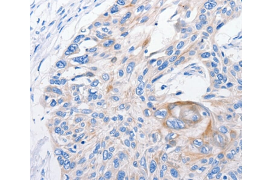 Immunohistochemistry - FANCF Antibody from Signalway Antibody (35736) - Antibodies.com