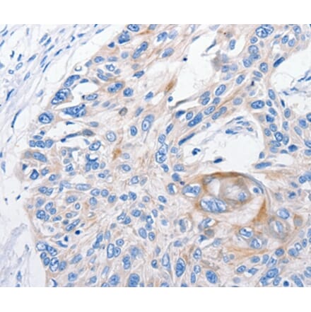 Immunohistochemistry - FANCF Antibody from Signalway Antibody (35736) - Antibodies.com