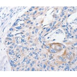 Immunohistochemistry - FANCF Antibody from Signalway Antibody (35736) - Antibodies.com