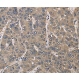 Immunohistochemistry - IRAK4 Antibody from Signalway Antibody (35788) - Antibodies.com