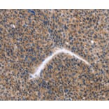 Immunohistochemistry - KLF15 Antibody from Signalway Antibody (35794) - Antibodies.com