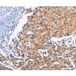 Immunohistochemistry - KLF15 Antibody from Signalway Antibody (35794) - Antibodies.com