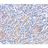 Immunohistochemistry - MATN3 Antibody from Signalway Antibody (35809) - Antibodies.com