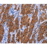 Immunohistochemistry - NR4A2 Antibody from Signalway Antibody (35847) - Antibodies.com