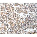 Immunohistochemistry - SPDEF Antibody from Signalway Antibody (35874) - Antibodies.com