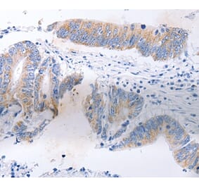 Immunohistochemistry - SERP1 Antibody from Signalway Antibody (35887) - Antibodies.com