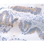 Immunohistochemistry - SERP1 Antibody from Signalway Antibody (35887) - Antibodies.com