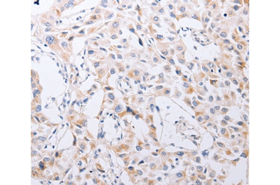 Immunohistochemistry - SERP1 Antibody from Signalway Antibody (35887) - Antibodies.com