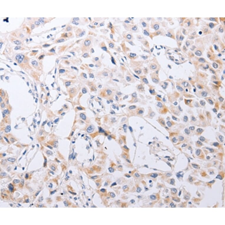 Immunohistochemistry - SERP1 Antibody from Signalway Antibody (35887) - Antibodies.com