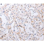 Immunohistochemistry - SERP1 Antibody from Signalway Antibody (35887) - Antibodies.com