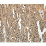 Immunohistochemistry - PRMT2 Antibody from Signalway Antibody (35888) - Antibodies.com