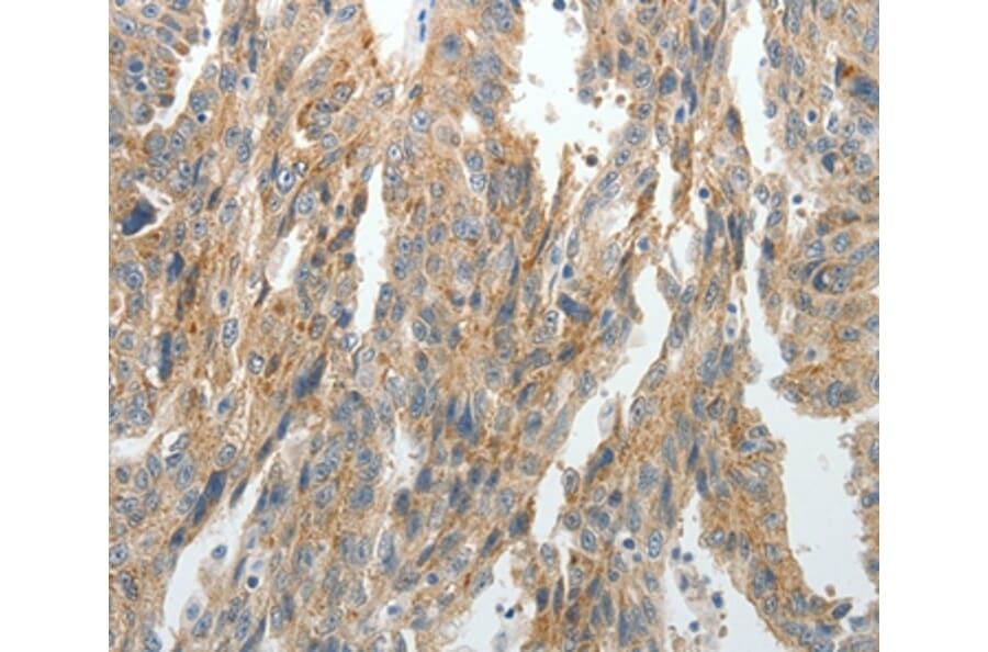 Immunohistochemistry - PRDX5 Antibody from Signalway Antibody (35891) - Antibodies.com