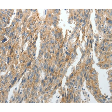 Immunohistochemistry - PRDX5 Antibody from Signalway Antibody (35891) - Antibodies.com