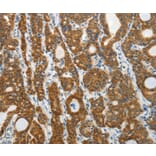 Immunohistochemistry - PRDX5 Antibody from Signalway Antibody (35891) - Antibodies.com