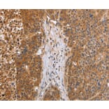 Immunohistochemistry - EGLN3 Antibody from Signalway Antibody (35893) - Antibodies.com