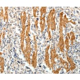 Immunohistochemistry - PTHLH Antibody from Signalway Antibody (35899) - Antibodies.com