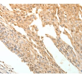 Immunohistochemistry - PTPRE Antibody from Signalway Antibody (35900) - Antibodies.com